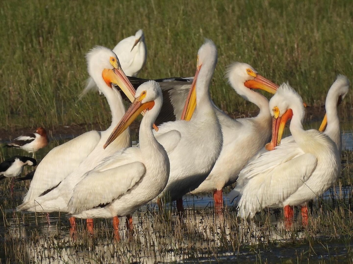 American White Pelican - ML618746002