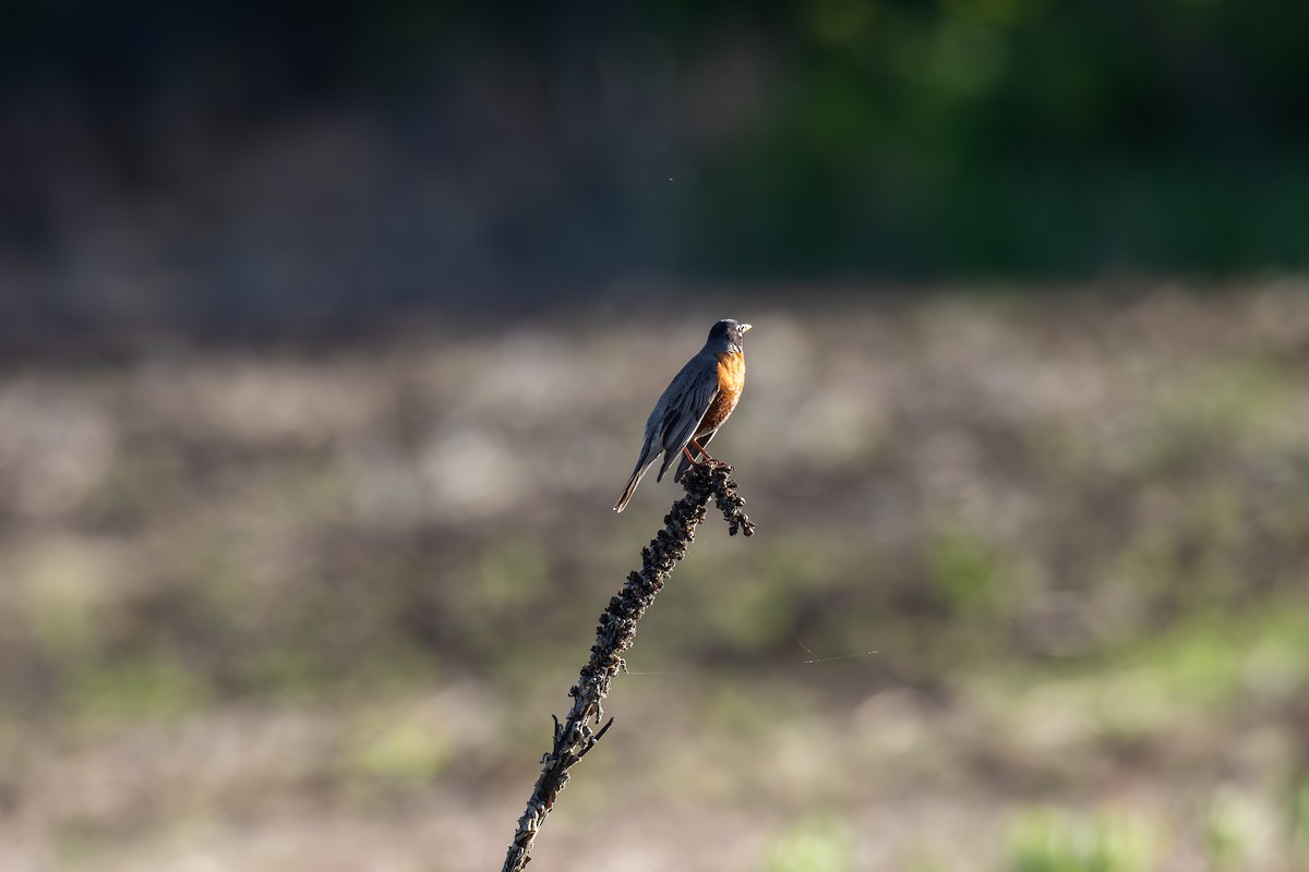 American Robin - ML618746006