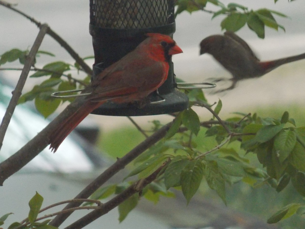 Northern Cardinal - Glenn Knoblock