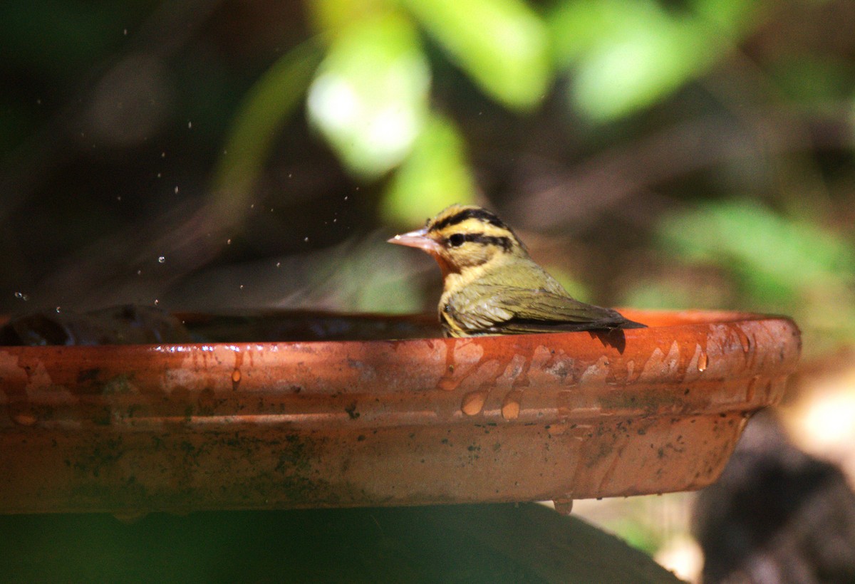 Worm-eating Warbler - ML618746077