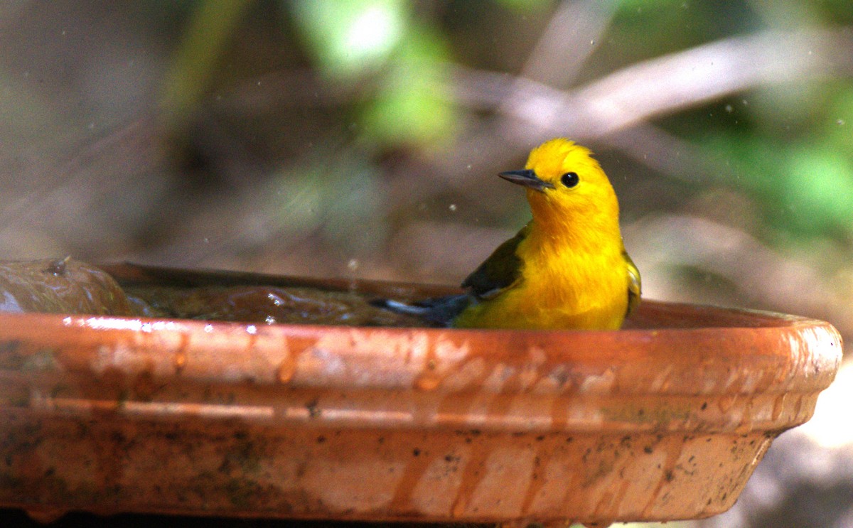 Prothonotary Warbler - ML618746091