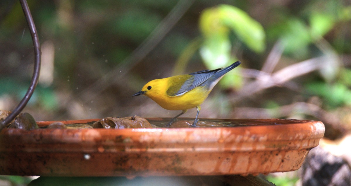 Prothonotary Warbler - ML618746092