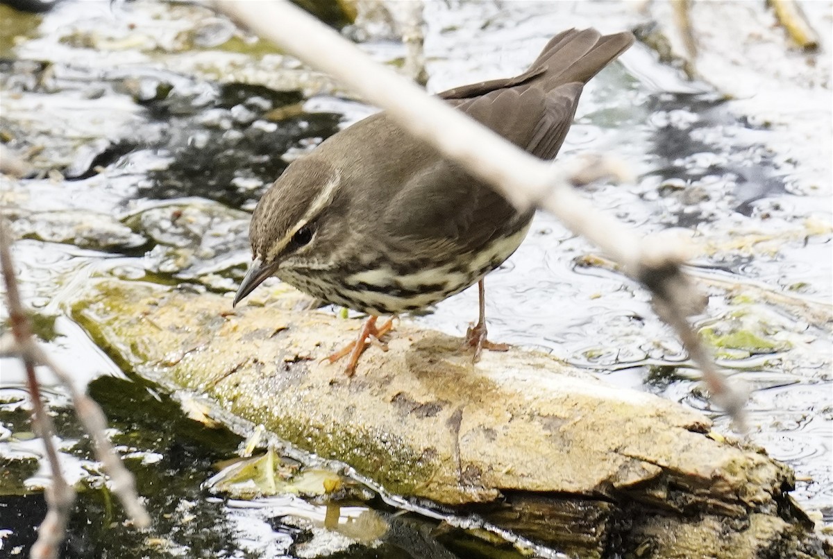 Northern Waterthrush - ML618746101