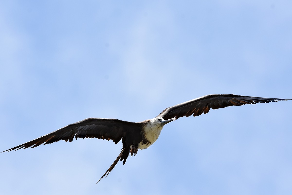 Magnificent Frigatebird - ML618746102