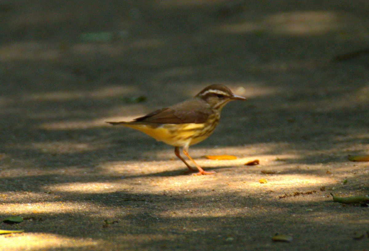 Louisiana Waterthrush - ML618746111