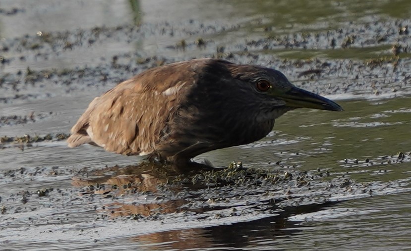 Black-crowned Night Heron - ML618746115