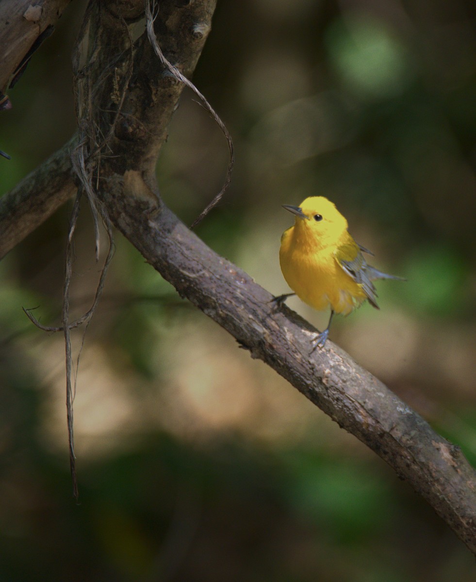 Prothonotary Warbler - ML618746125