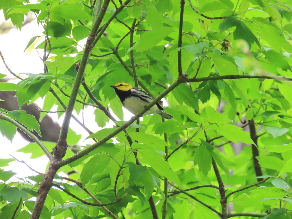 Black-throated Green Warbler - ML618746137