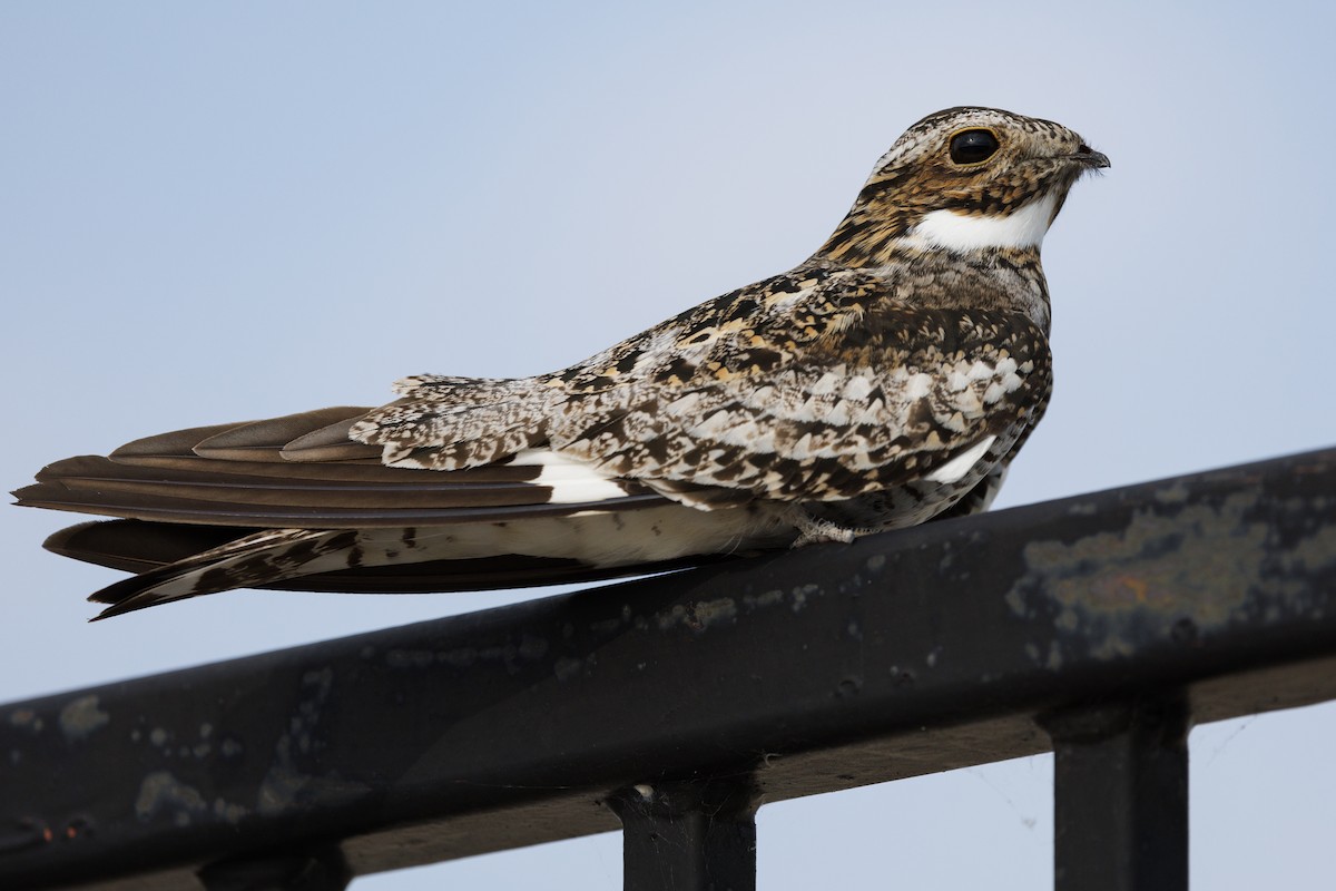 Common Nighthawk - Tommy Quarles