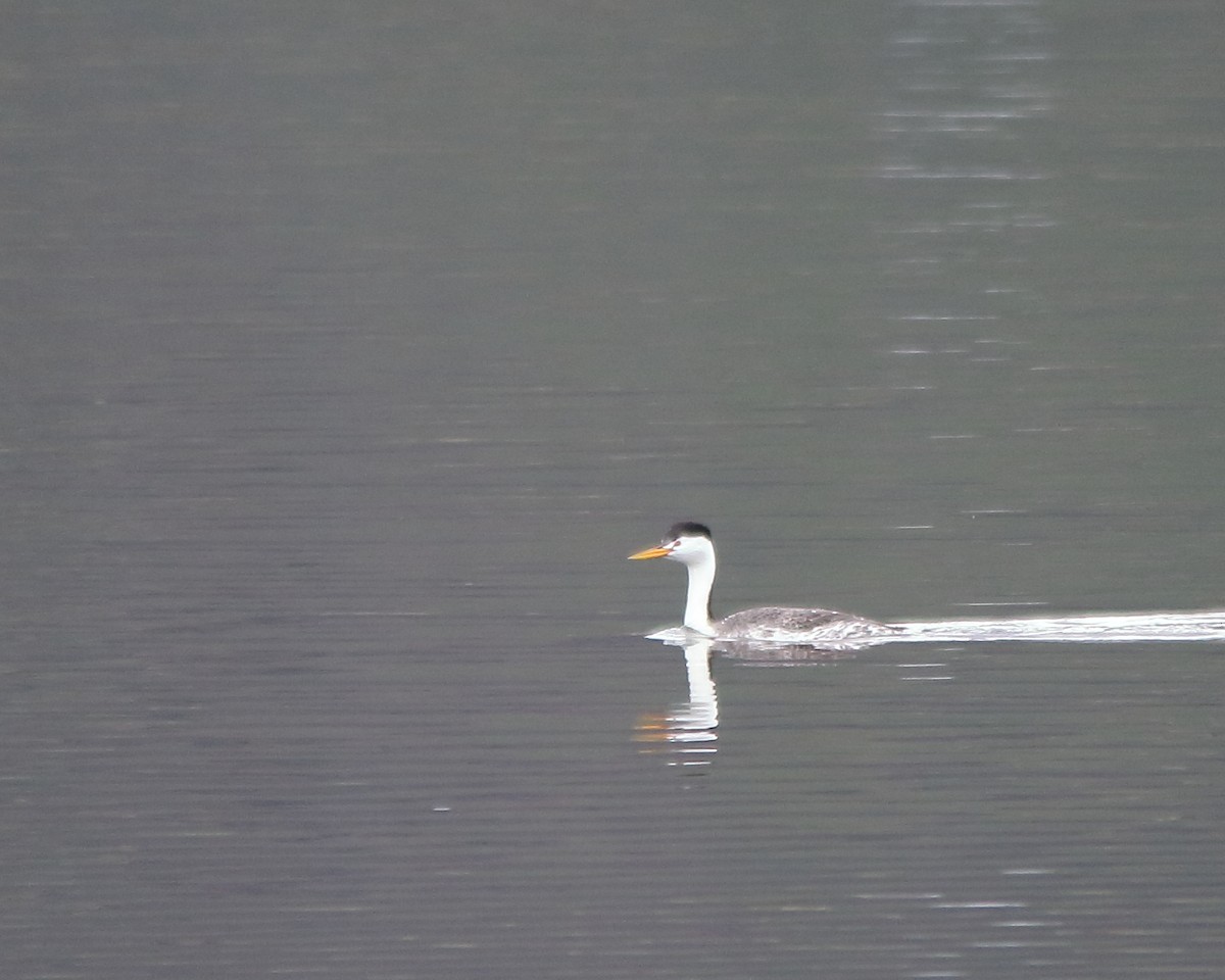 Clark's Grebe - ML618746182