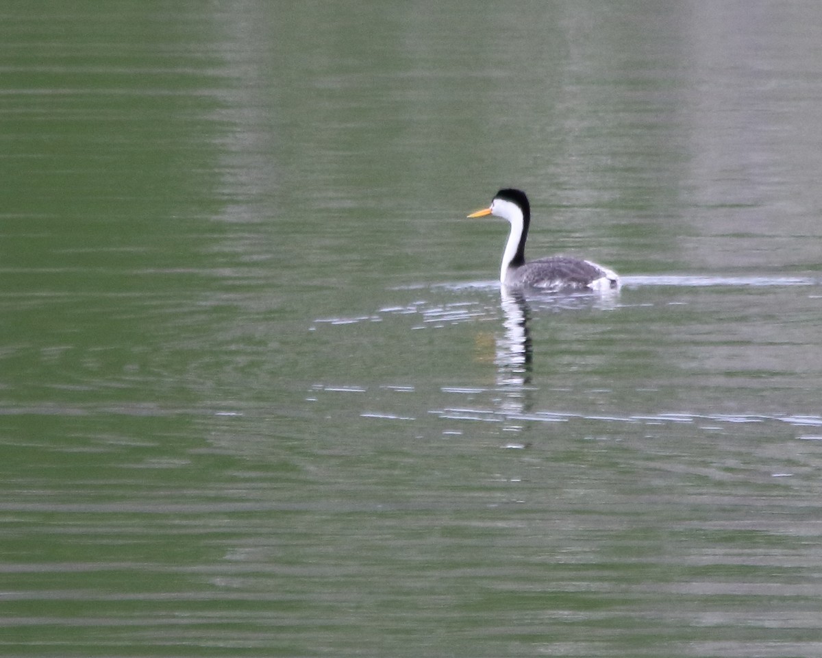 Clark's Grebe - Cullen Clark