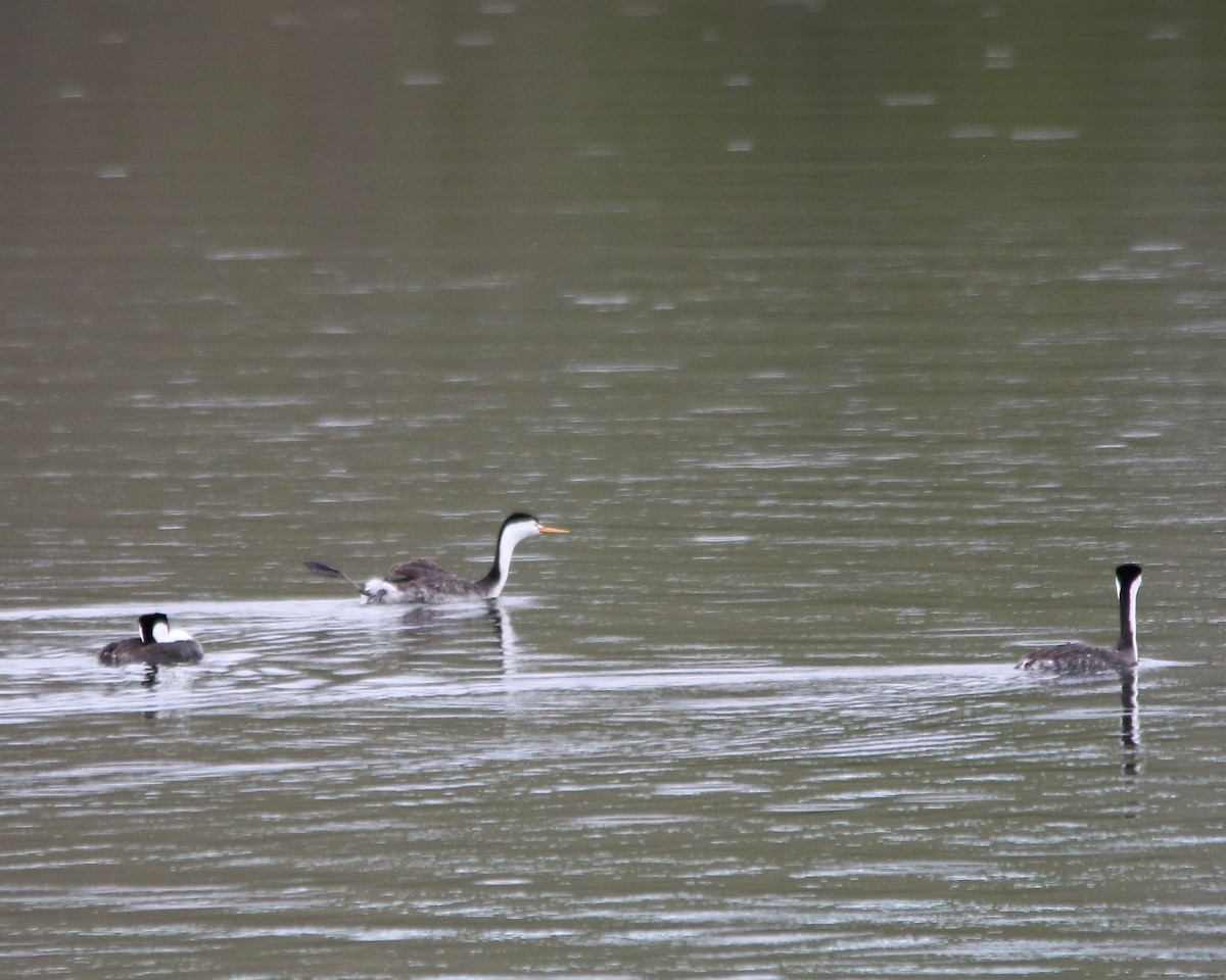 Clark's Grebe - ML618746190