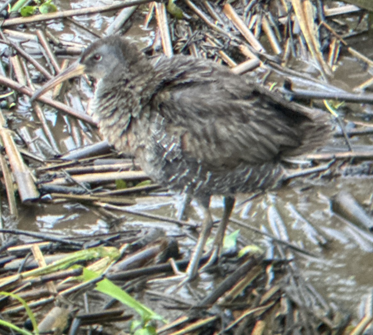 Clapper Rail (Atlantic Coast) - Brian Danforth