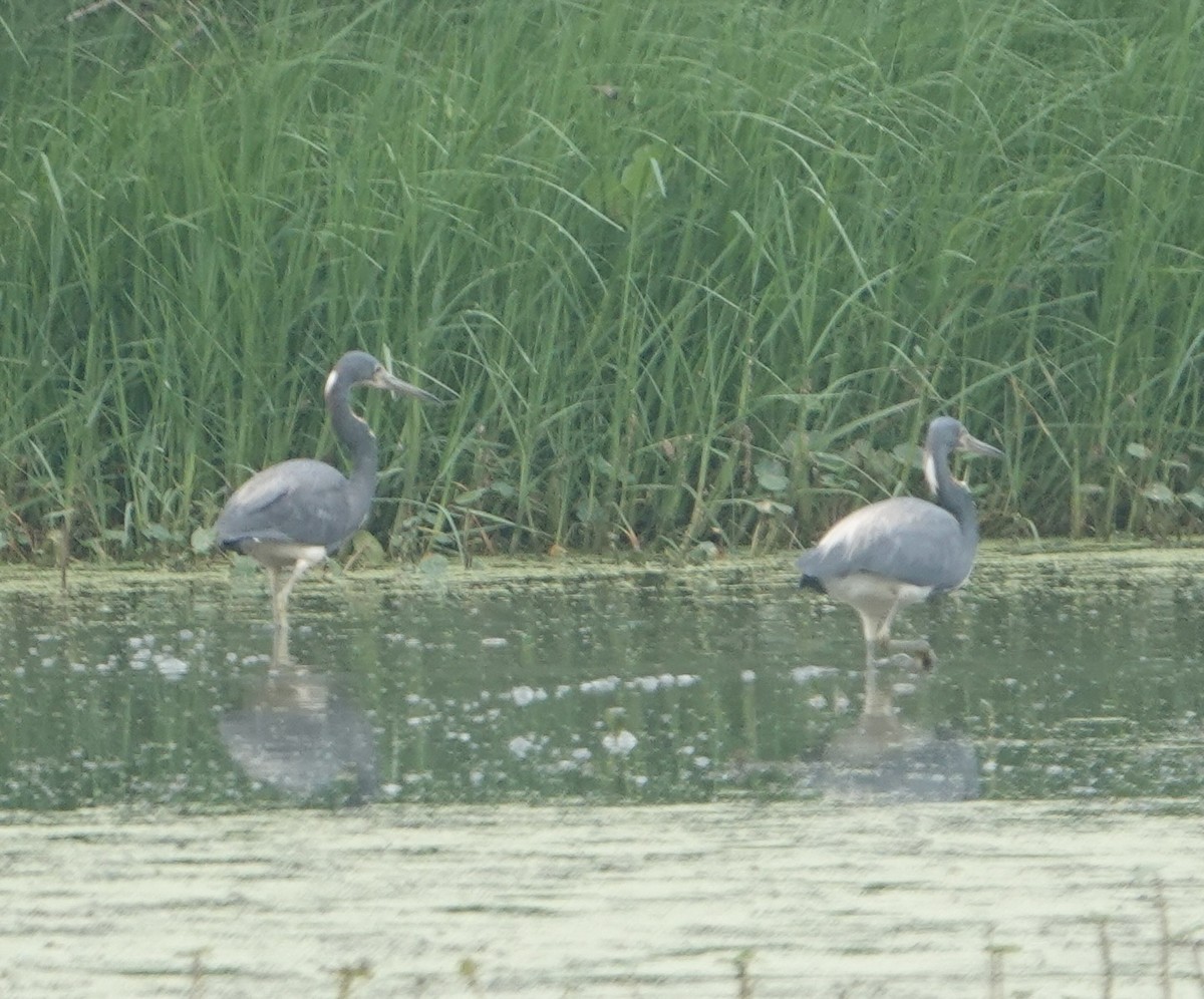 Tricolored Heron - ML618746253