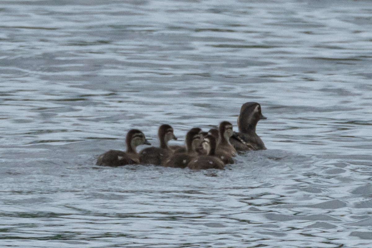 Wood Duck - ML618746269