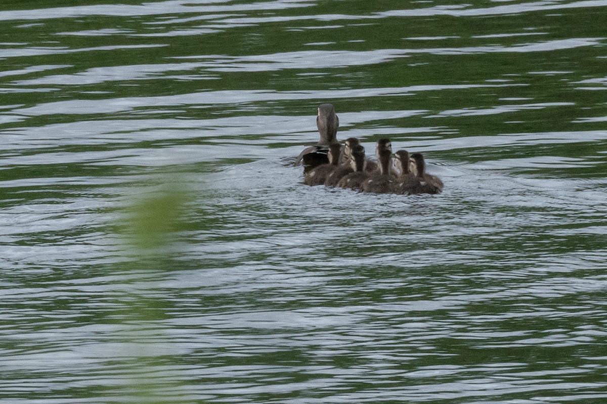 Wood Duck - ML618746271