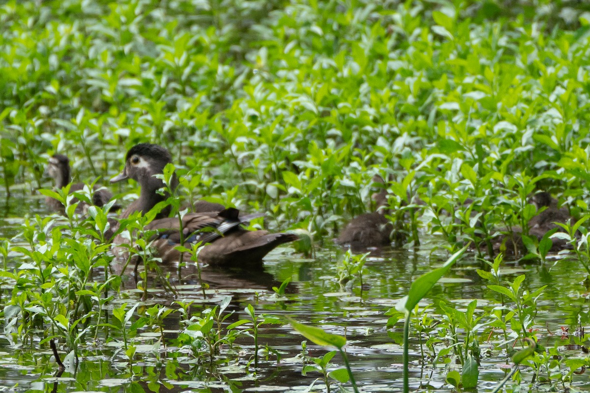 Canard branchu - ML618746272