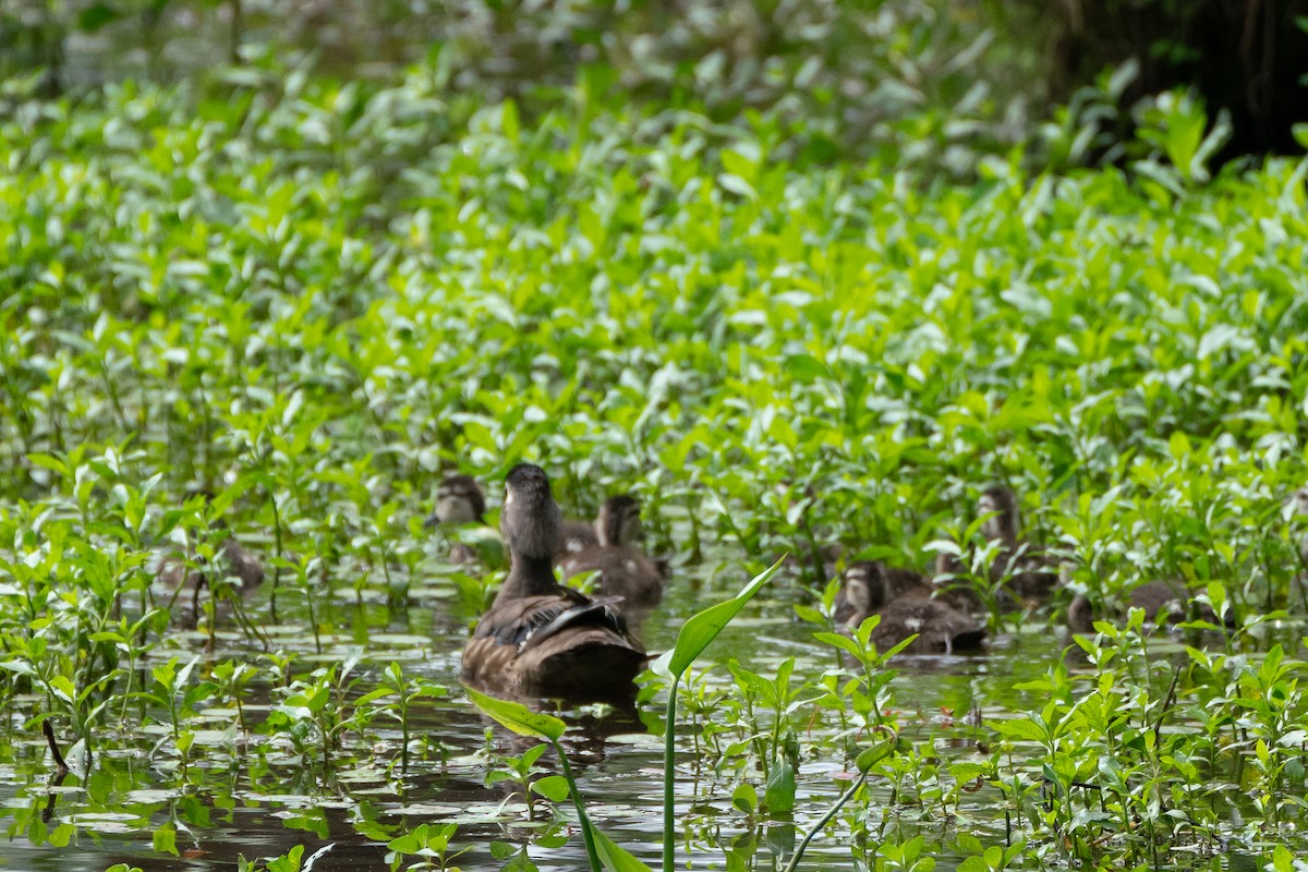 Wood Duck - ML618746273