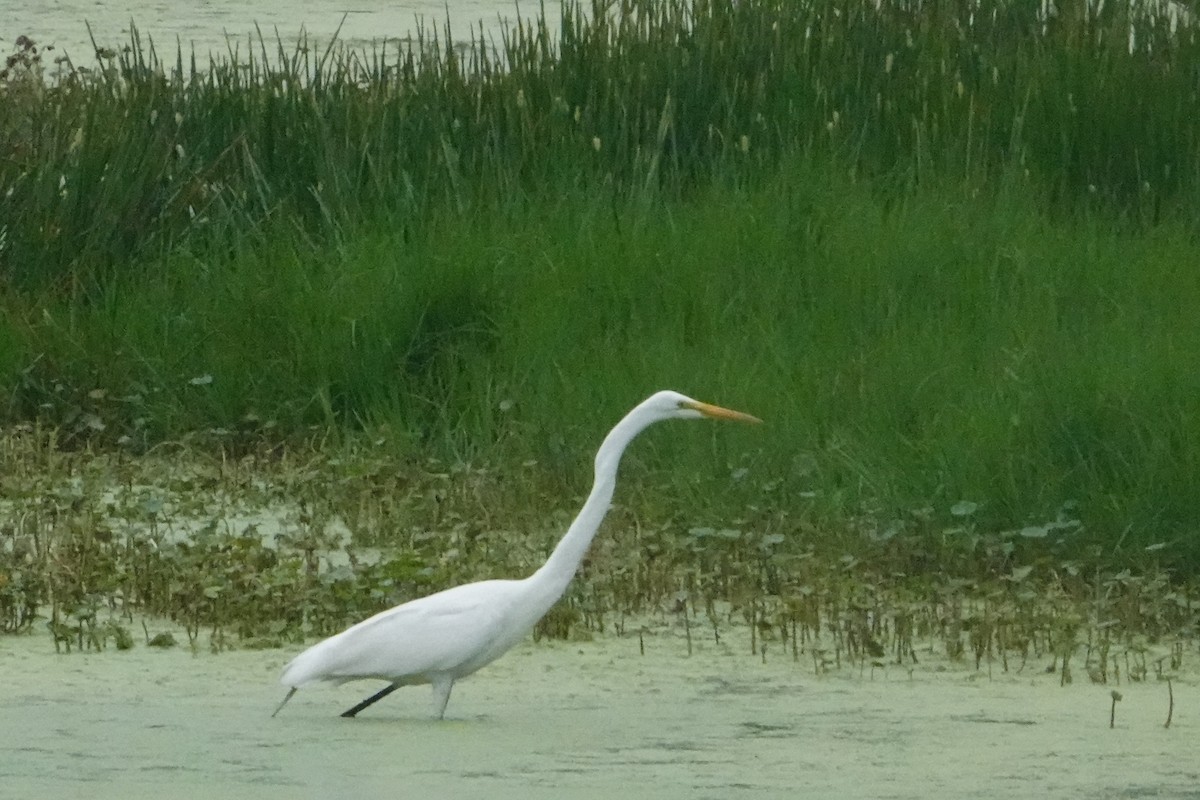 Great Egret - Ute Welk