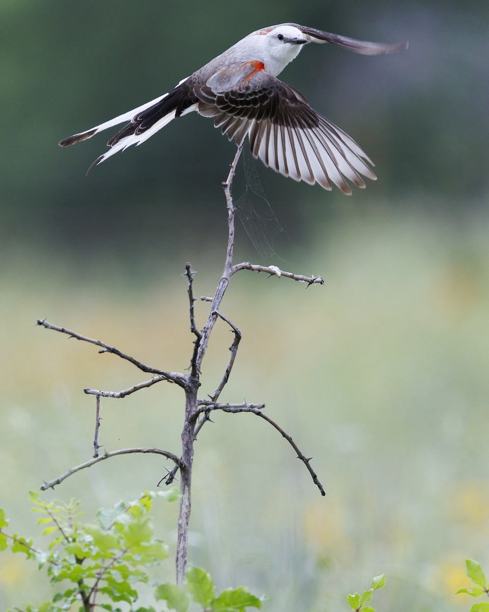 Scissor-tailed Flycatcher - Tommy Quarles
