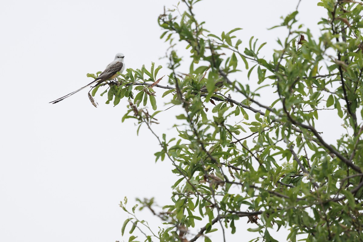 Scissor-tailed Flycatcher - ML618746320