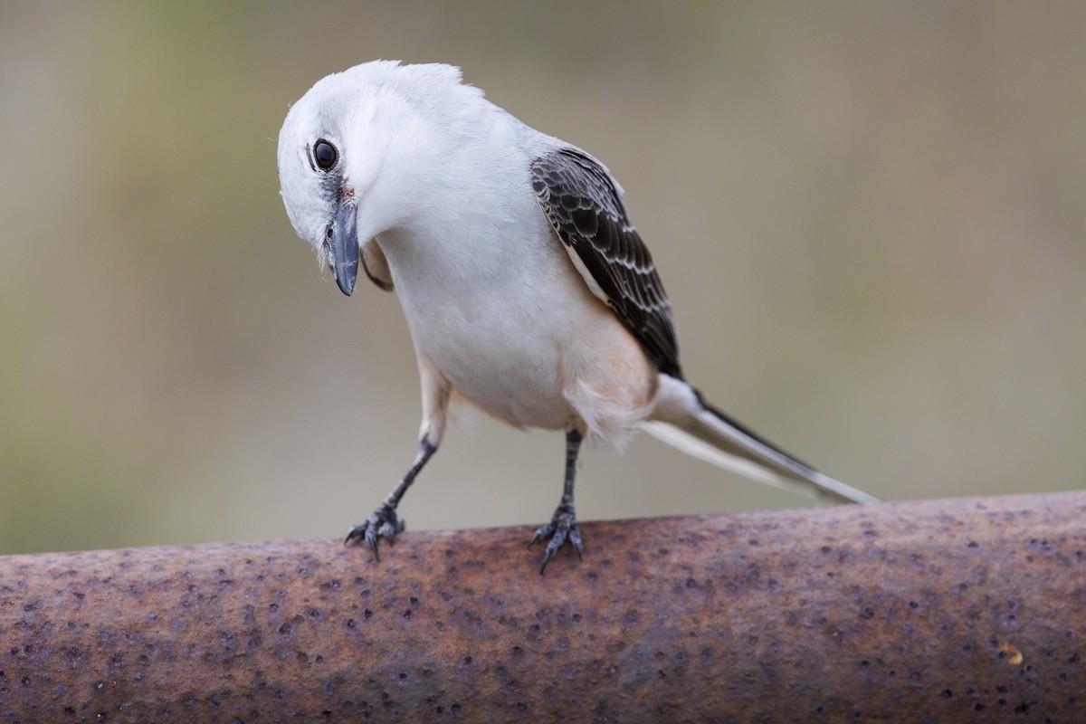 Scissor-tailed Flycatcher - ML618746321