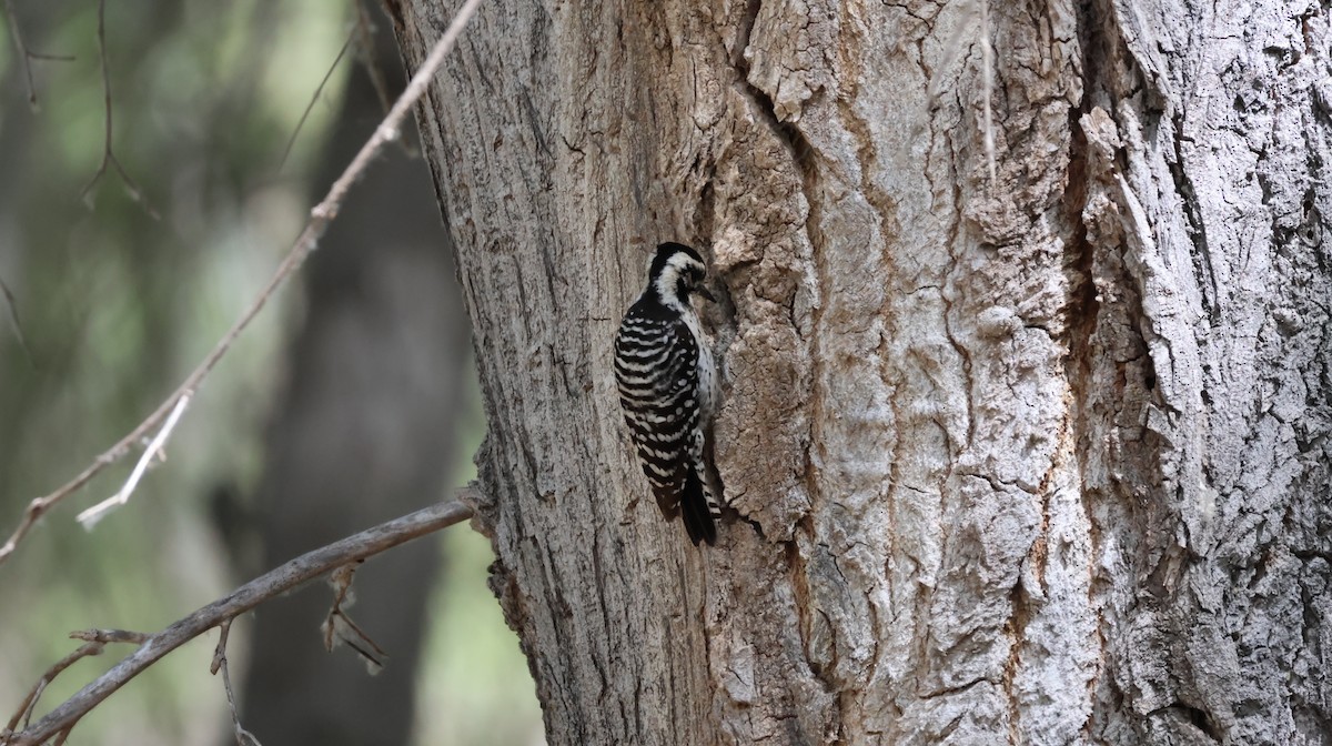 Ladder-backed Woodpecker - Tonie Hansen