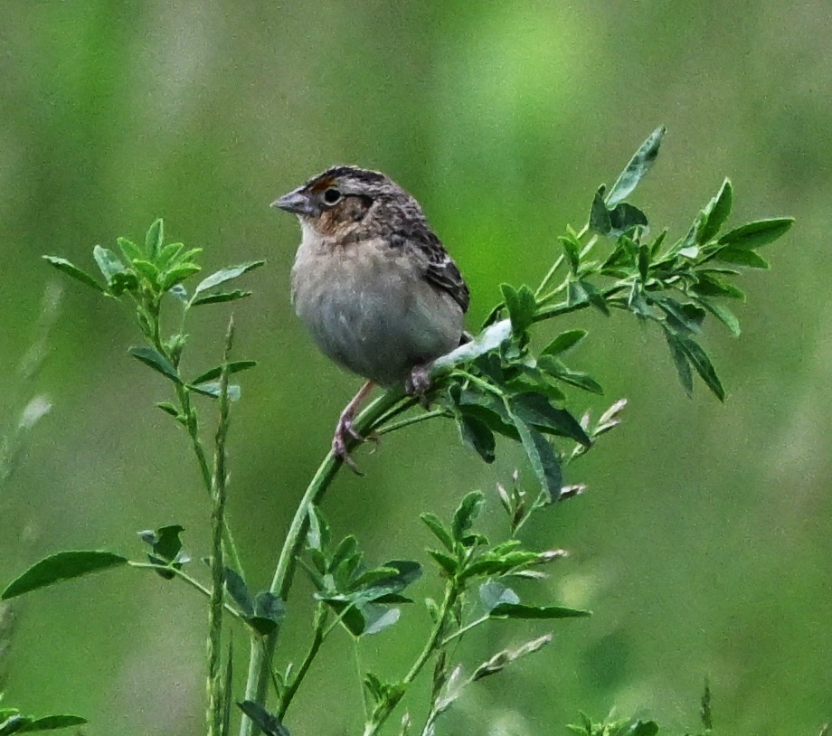 Grasshopper Sparrow - DAVID VIERLING
