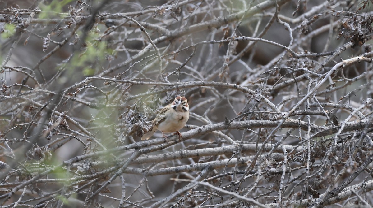 Lark Sparrow - Tonie Hansen