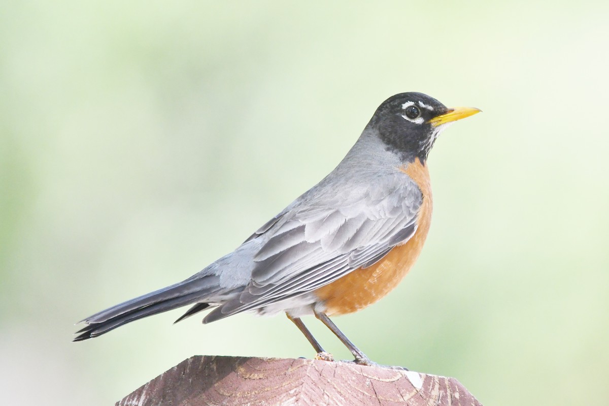 American Robin - Cathryn Dippo