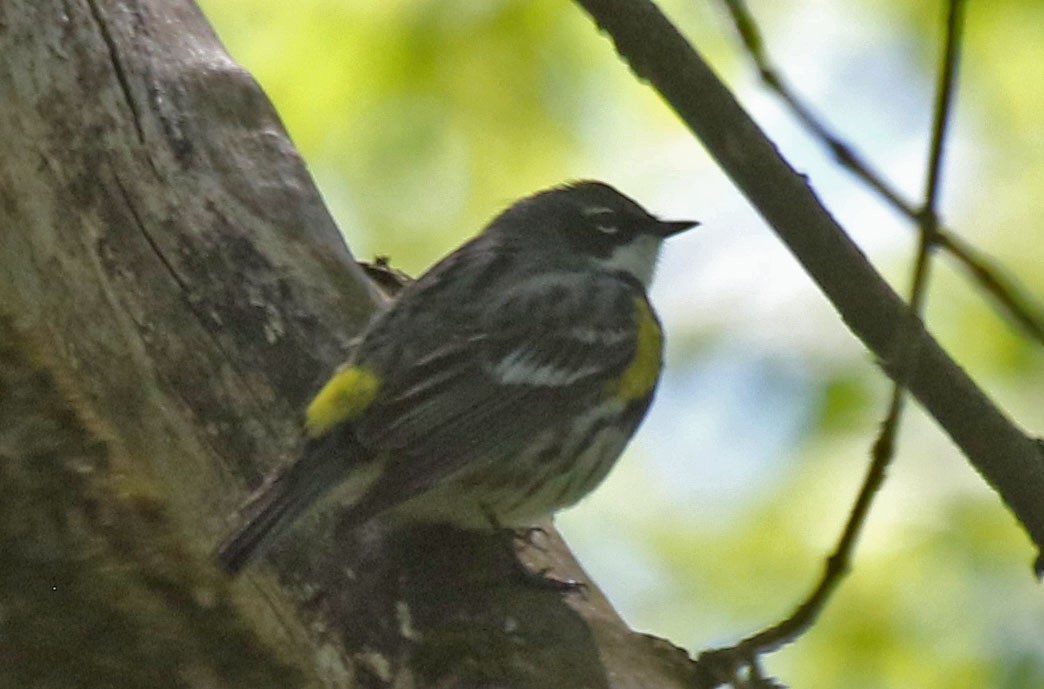 Yellow-rumped Warbler - Joan and/or George Sims