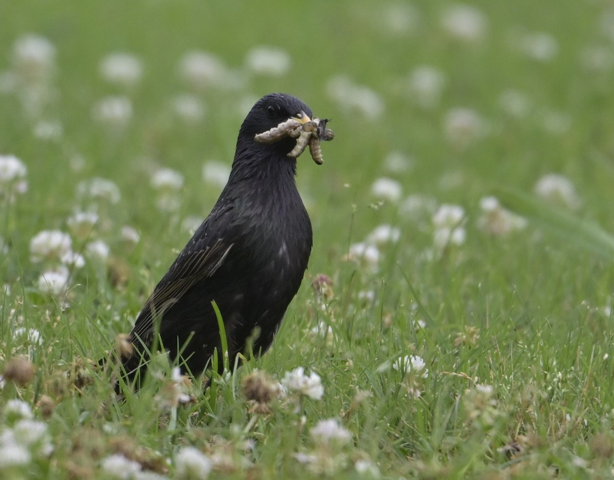 European Starling - ML618746501