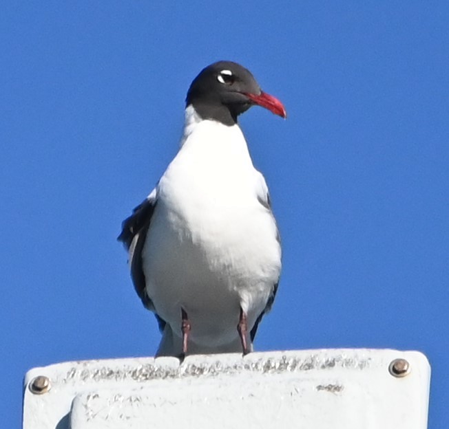 Mouette atricille - ML618746535