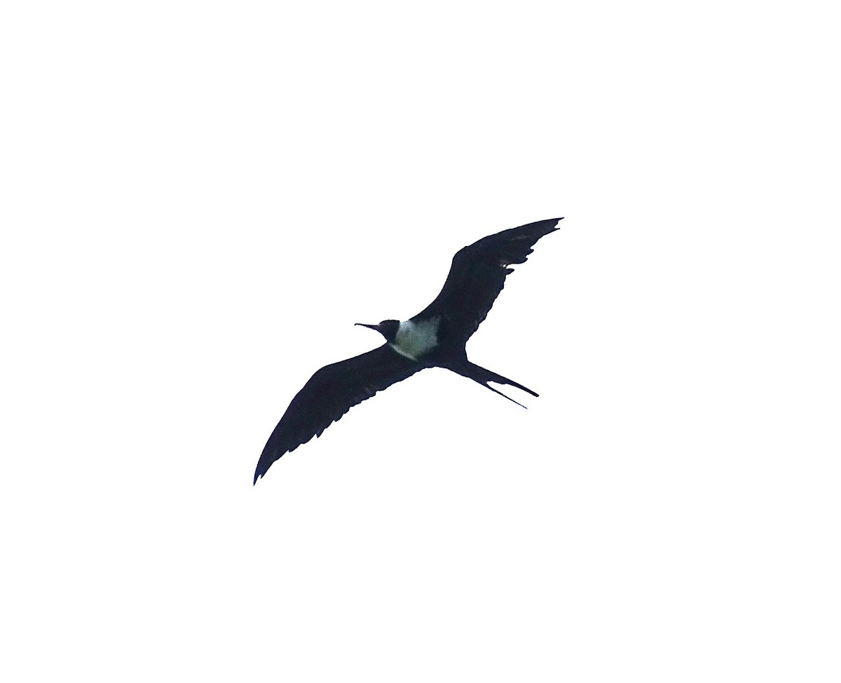 Lesser Frigatebird - ML618746551
