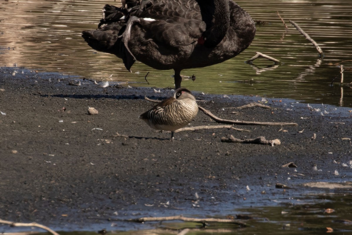 Pink-eared Duck - ML618746557