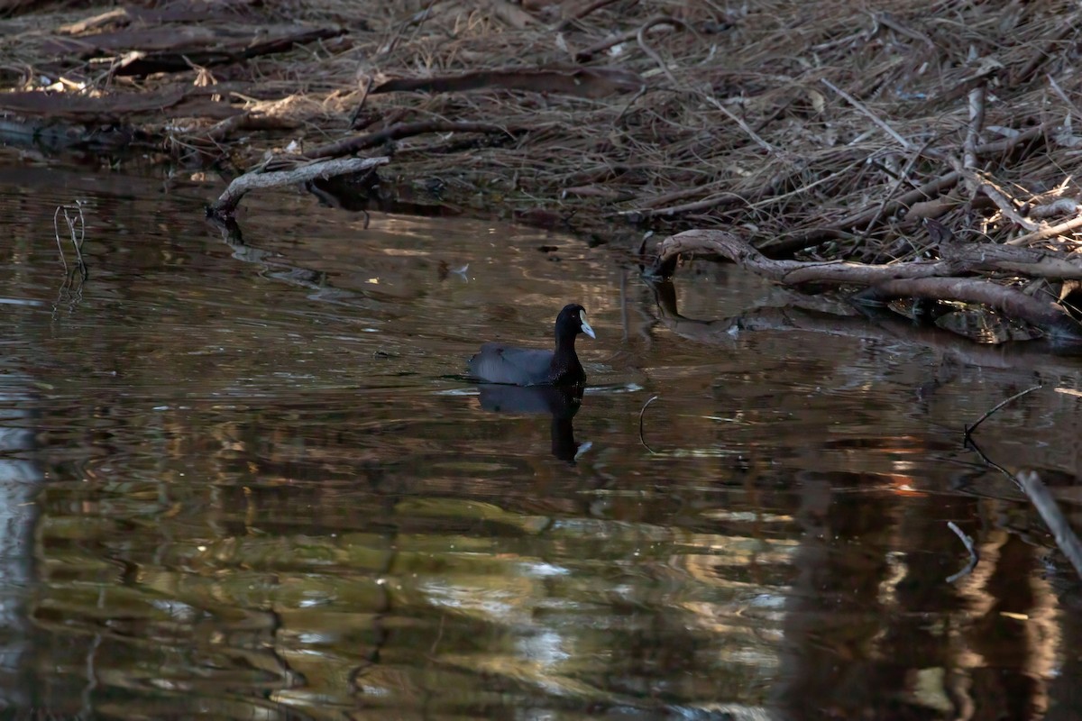 Eurasian Coot - JK Malkoha