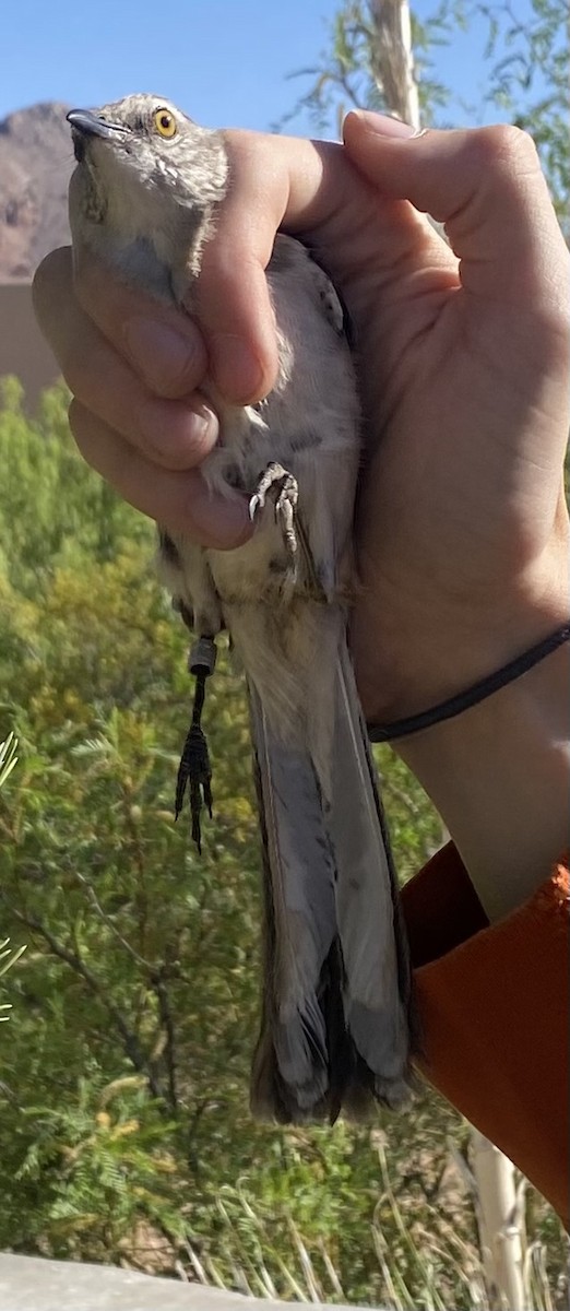 Northern Mockingbird - ML618746590