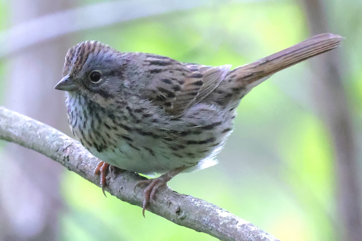 Lincoln's Sparrow - ML618746596