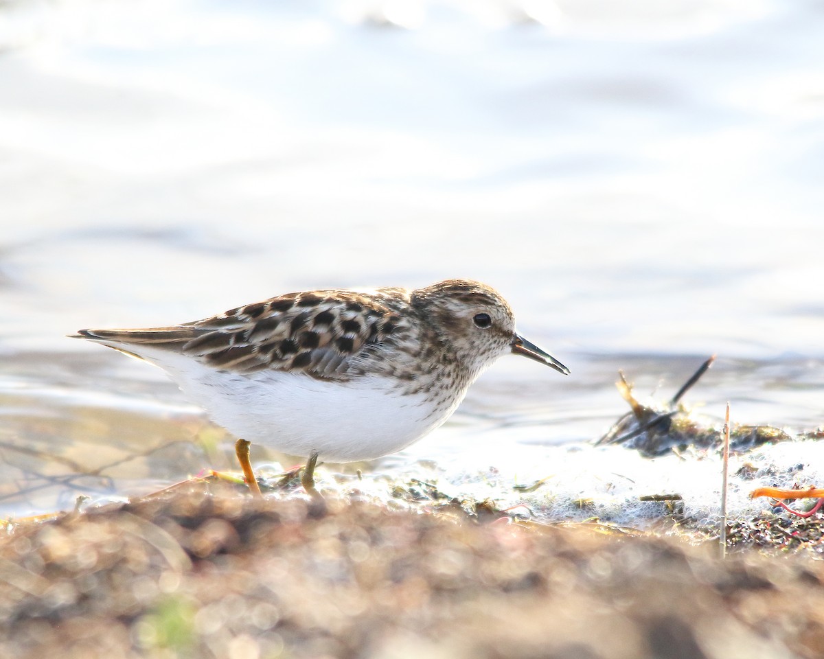 Least Sandpiper - Cullen Clark