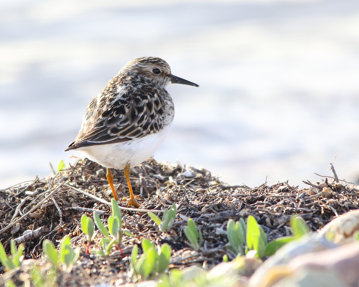 Least Sandpiper - Cullen Clark