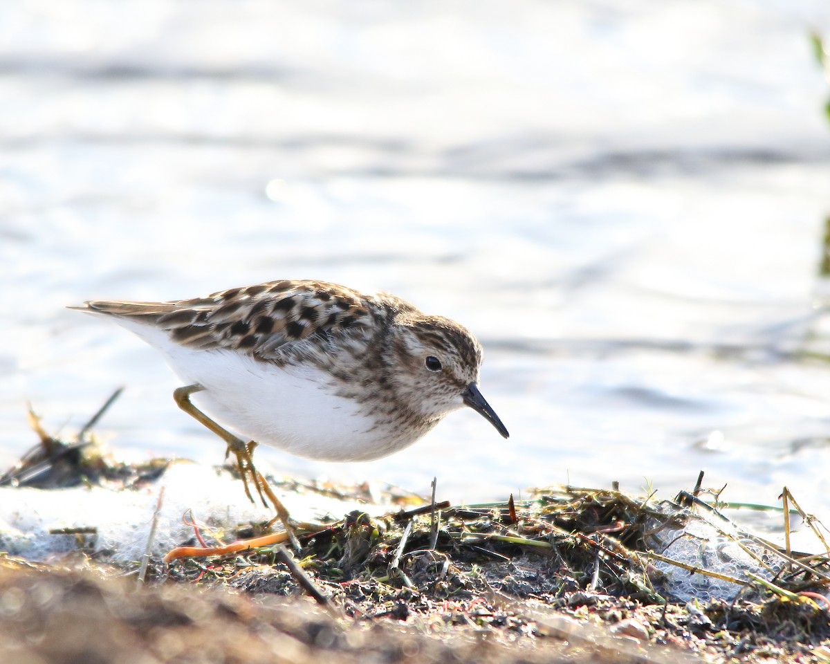 Least Sandpiper - Cullen Clark