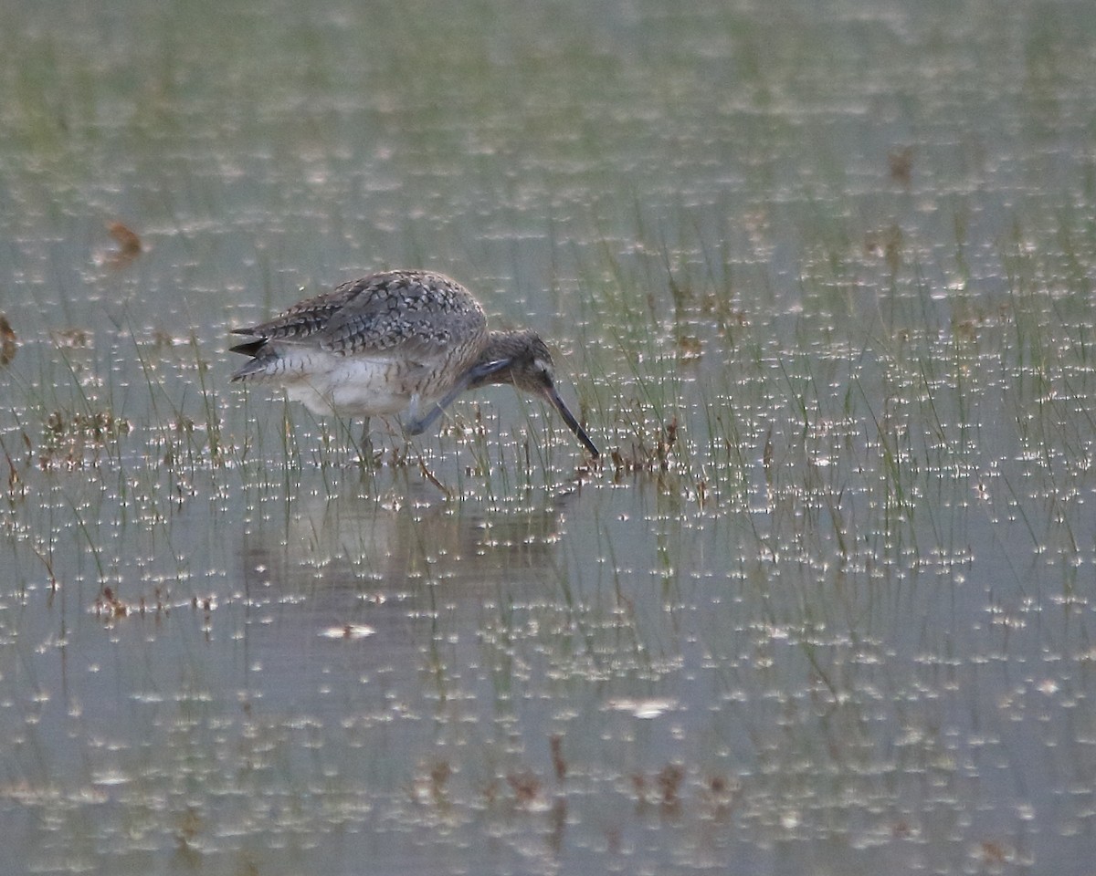 Willet - Cullen Clark