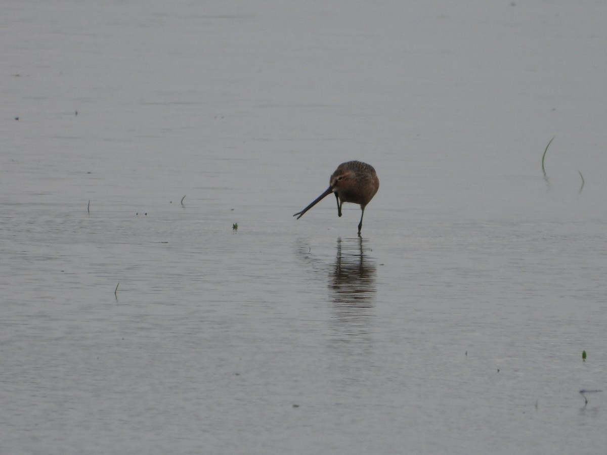 Long-billed Dowitcher - Logan Lakins