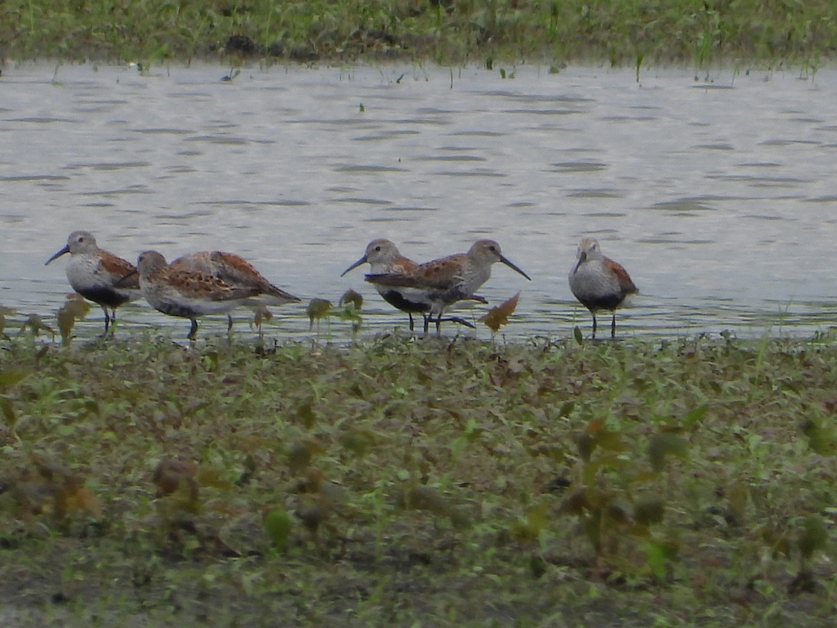 Dunlin - ML618746715