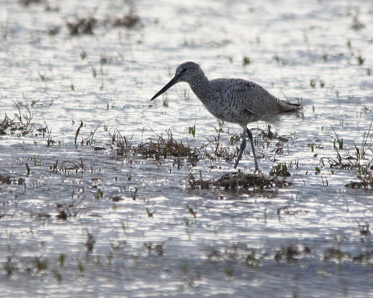 Willet - Cullen Clark