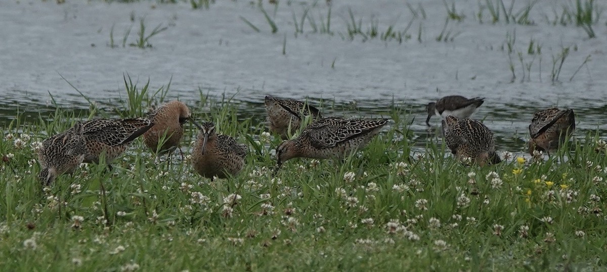 Short-billed Dowitcher - Michael Plauché