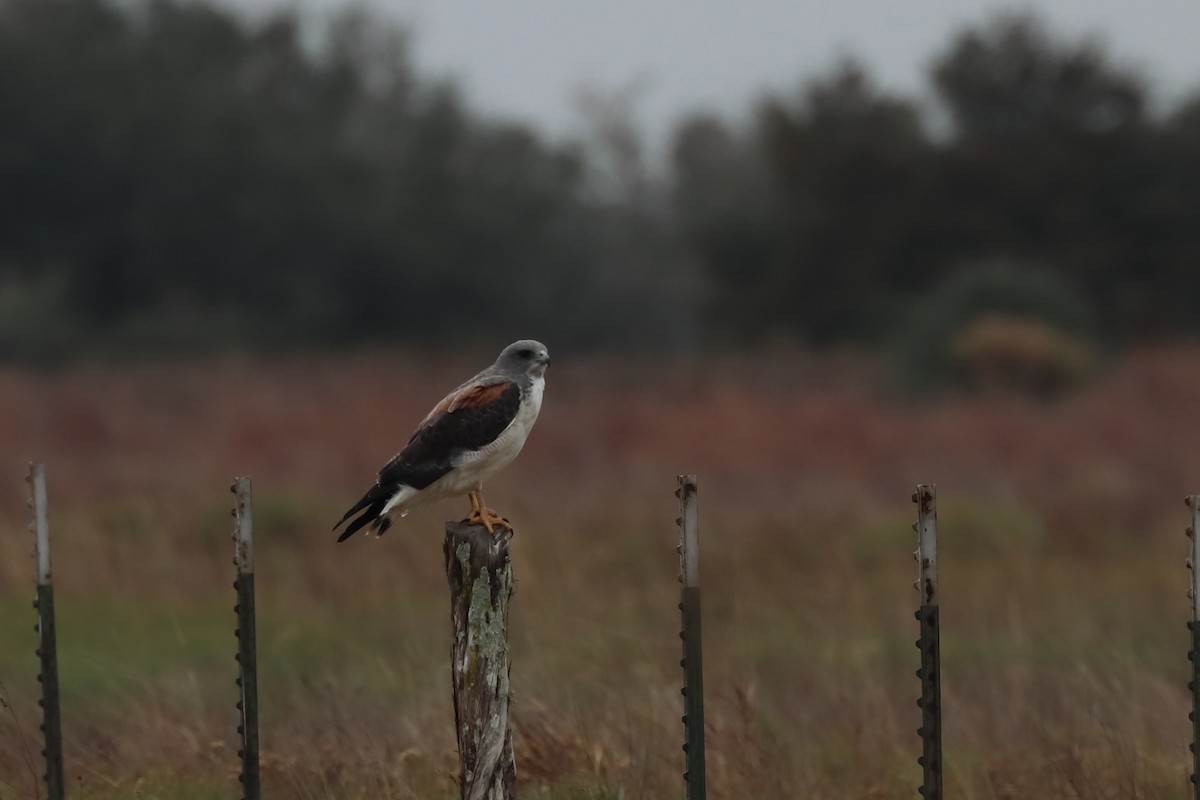 White-tailed Hawk - ML618746796