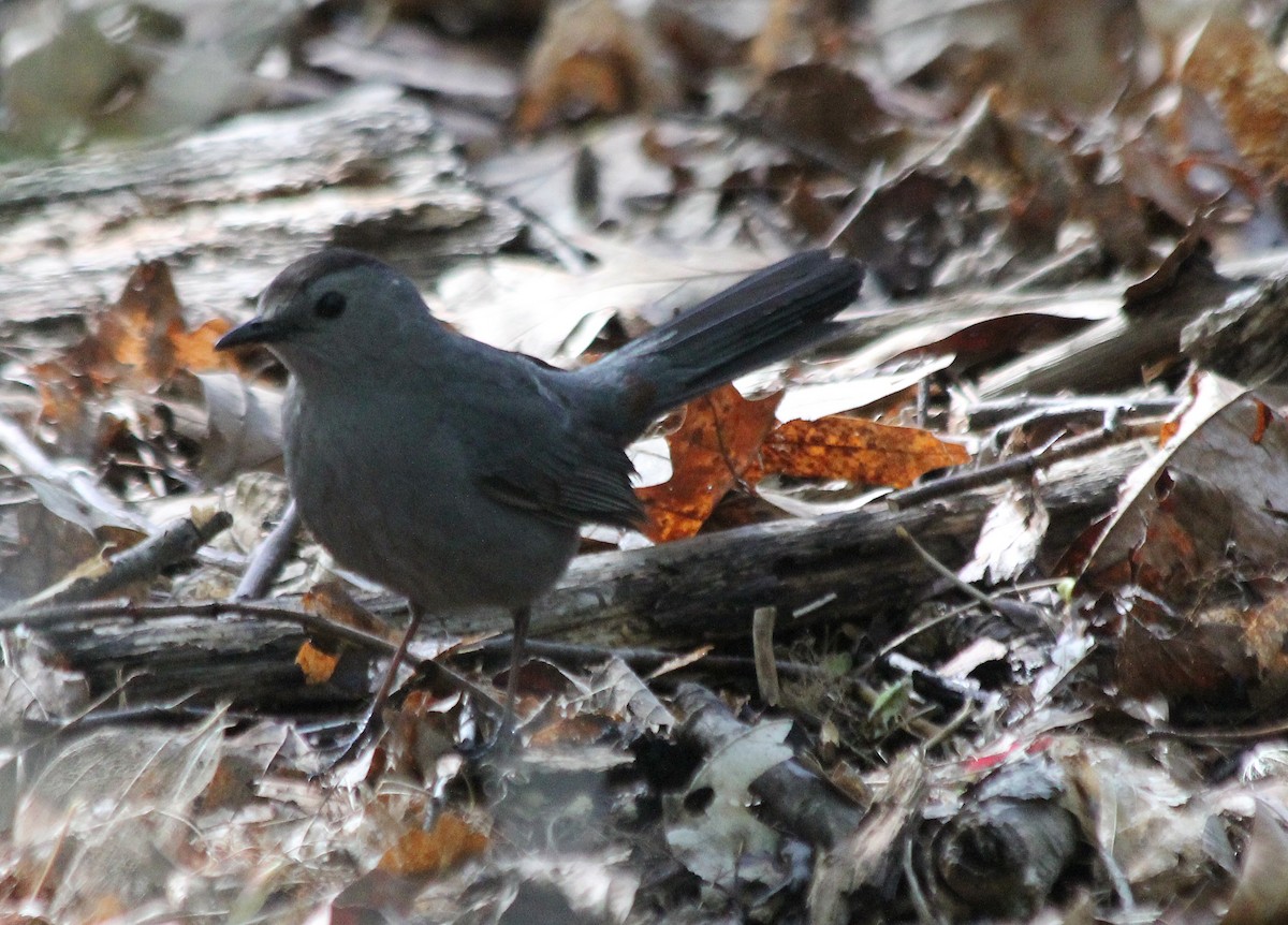 Gray Catbird - ML618746801