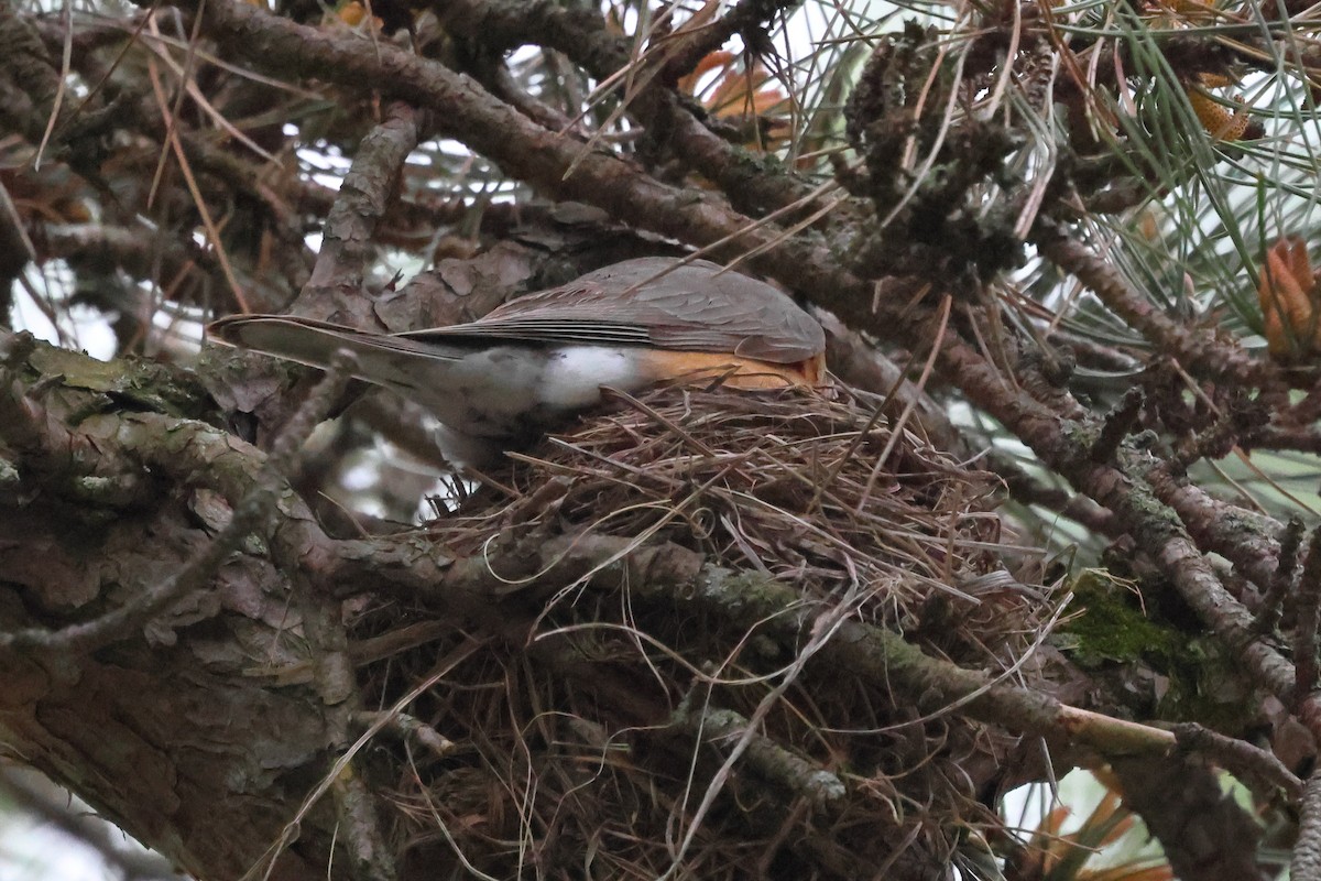 American Robin - ML618746817