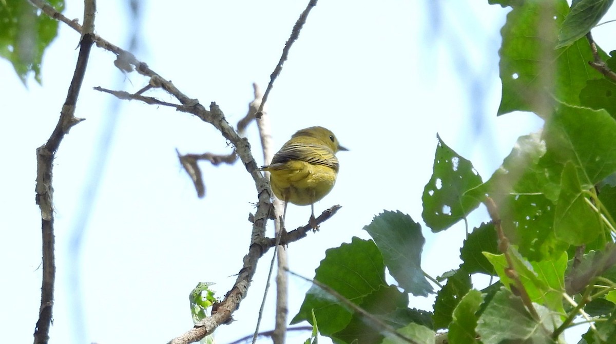 Yellow Warbler - Tonie Hansen